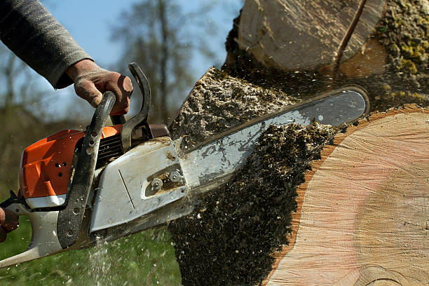 Leaf Removal in Lacey, WA